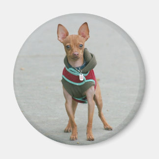 Imán Chihuahua