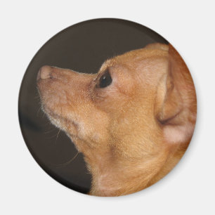 Imán Chihuahua