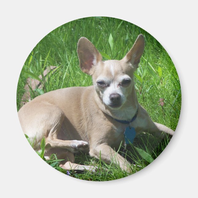 Imán chihuahua (Frente)