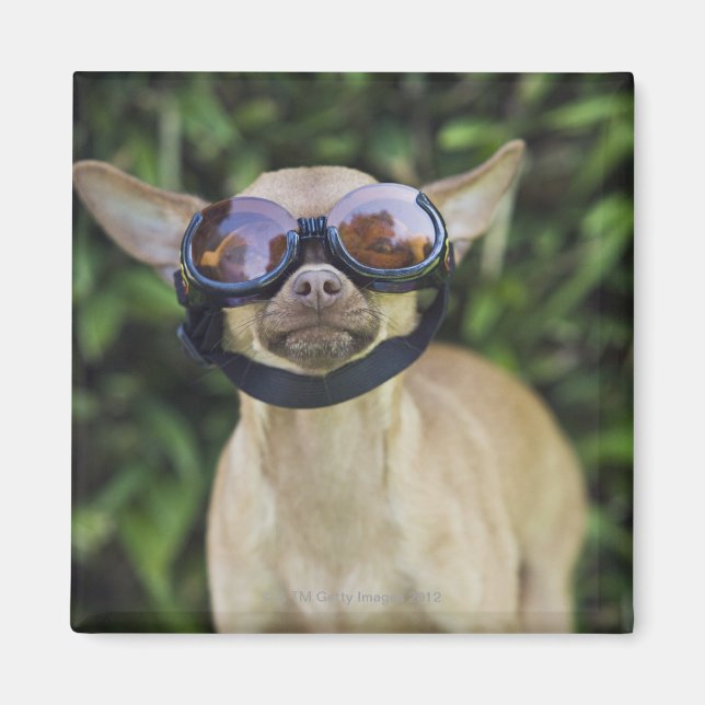 Imán Chihuahua con gafas (Frente)