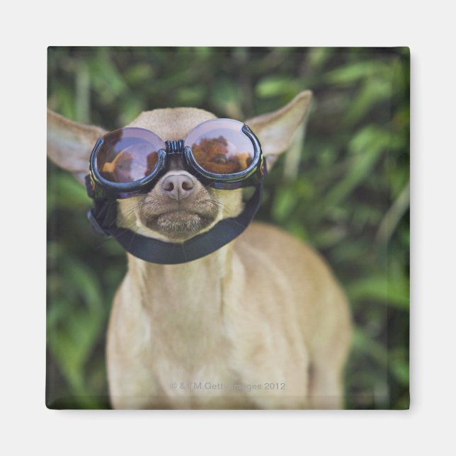Imán Chihuahua con gafas (Frente)