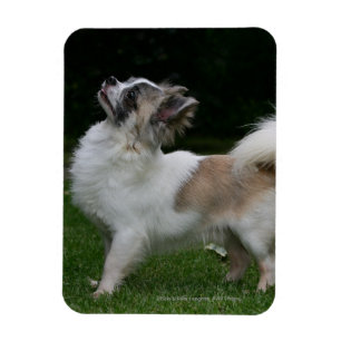 Imán Chihuahua de pelo largo que mira la cámara