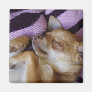 Imán Chihuahua durmiente
