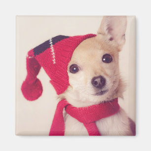 Imán Chihuahua en casquillo del invierno