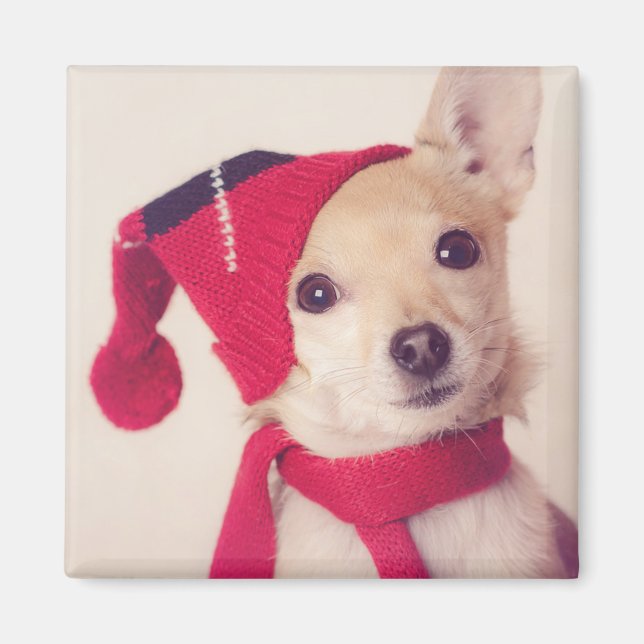 Imán Chihuahua En El Cap De Invierno (Frente)