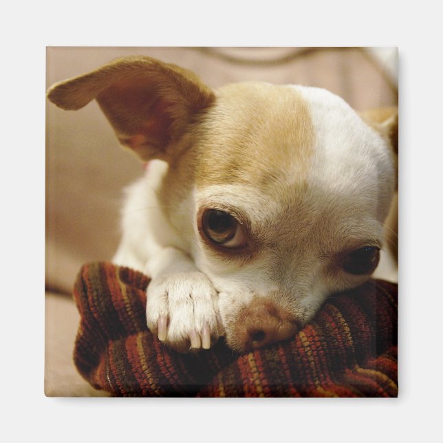 Imán Chihuahua Magnet (Frente)