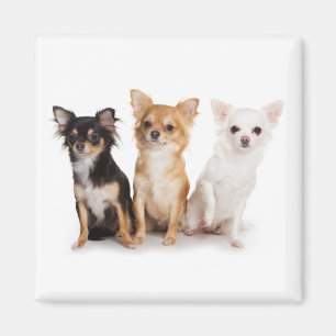 Imán Chihuahua Magnet