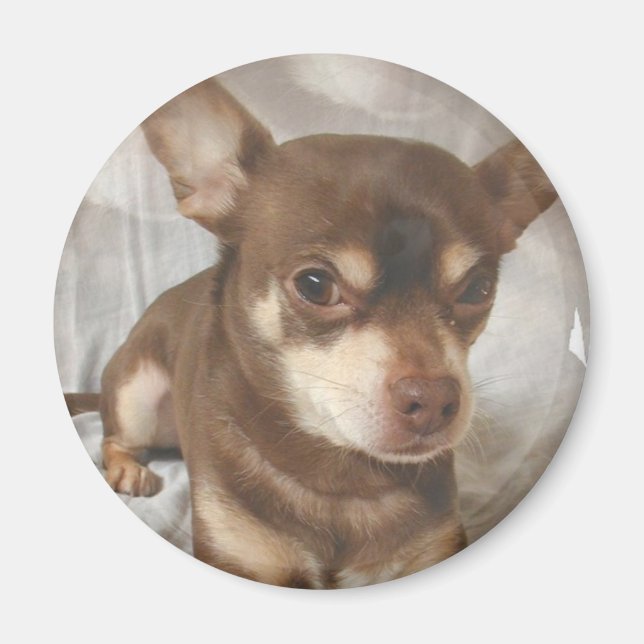 Imán Chihuahua Magnet (Frente)