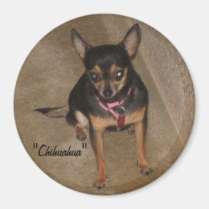 Imán Chihuahua Magnet