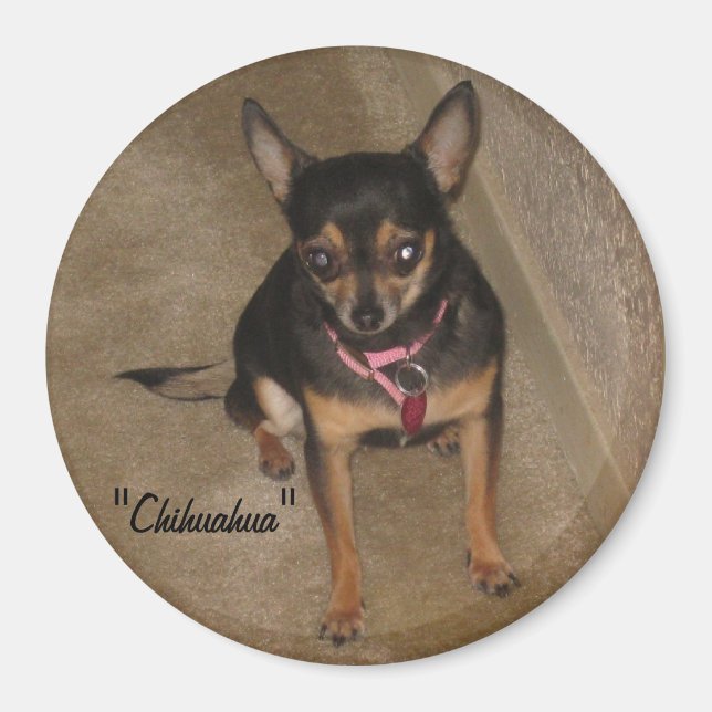 Imán Chihuahua Magnet (Frente)