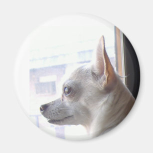 Imán Chihuahua Magnet