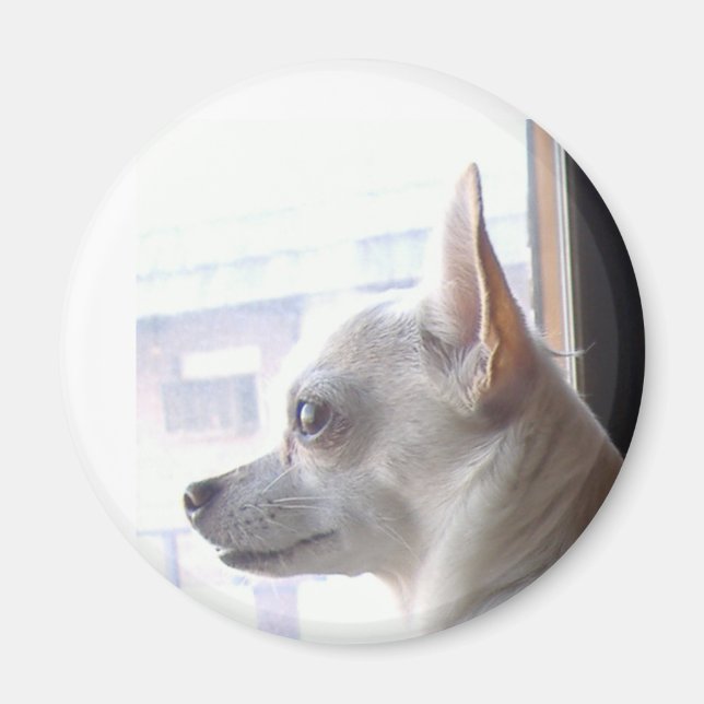 Imán Chihuahua Magnet (Frente)
