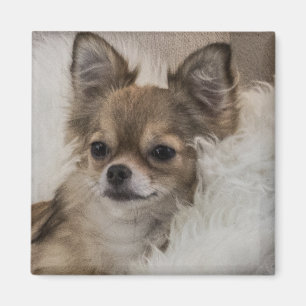 Imán Chihuahua Mimado Relajándose