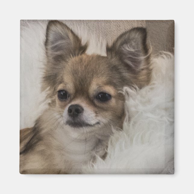 Imán Chihuahua Mimado Relajándose (Frente)