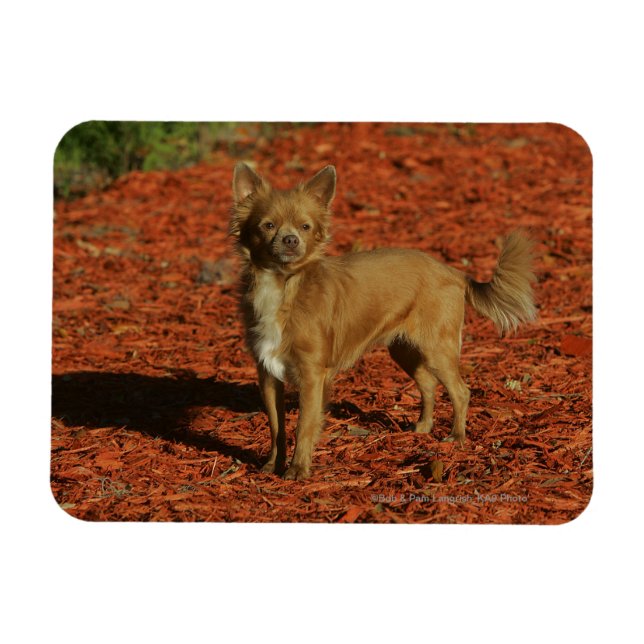 Imán Chihuahua mirando la cámara (Horizontal)