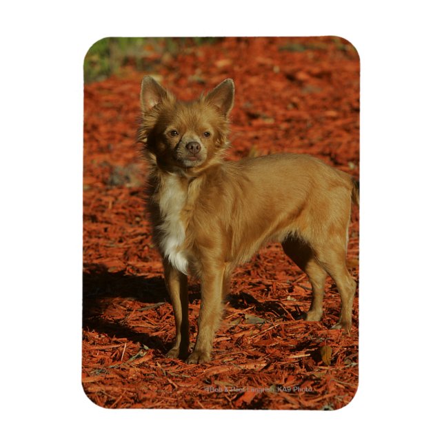 Imán Chihuahua mirando la cámara (Vertical)