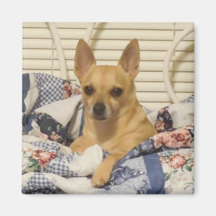 Imán Chihuahua O Tu Fotos Magnet