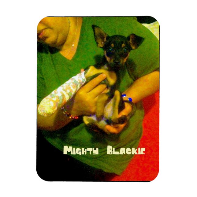 Imán Chihuahua Photo Magnet (Vertical)