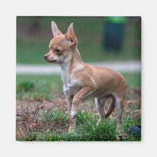 Imán Chihuahua Puppy