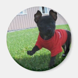 Imán Chihuahua Puppy Magnet