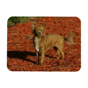 Imán Chihuahua que mira la cámara
