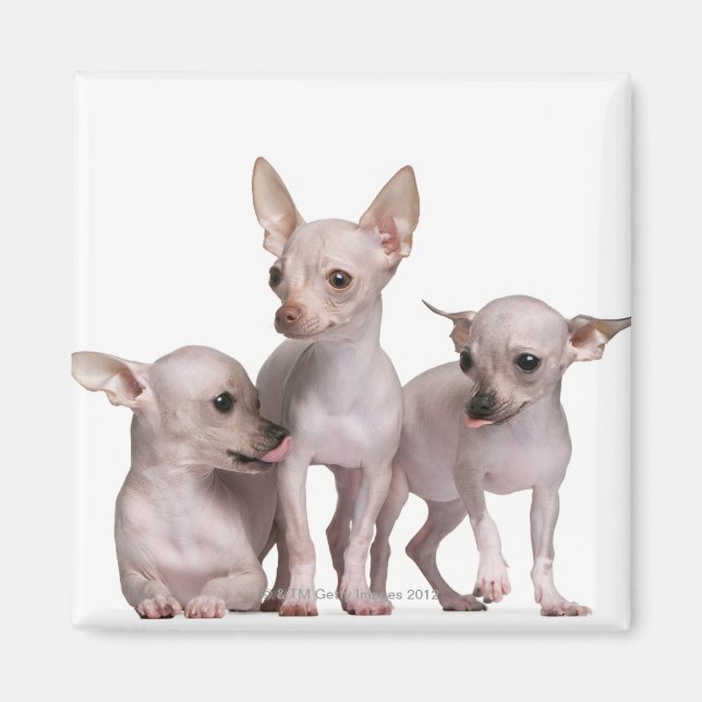 Imán Chihuahua sin pelo (5 y 7 meses de edad) (Frente)