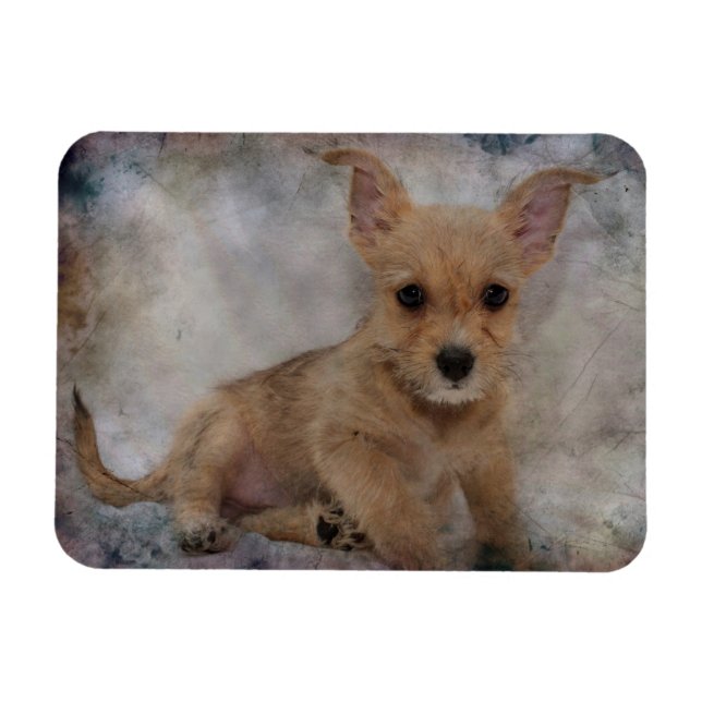 Imán Chihuahua/Yorkie Puppy (Horizontal)