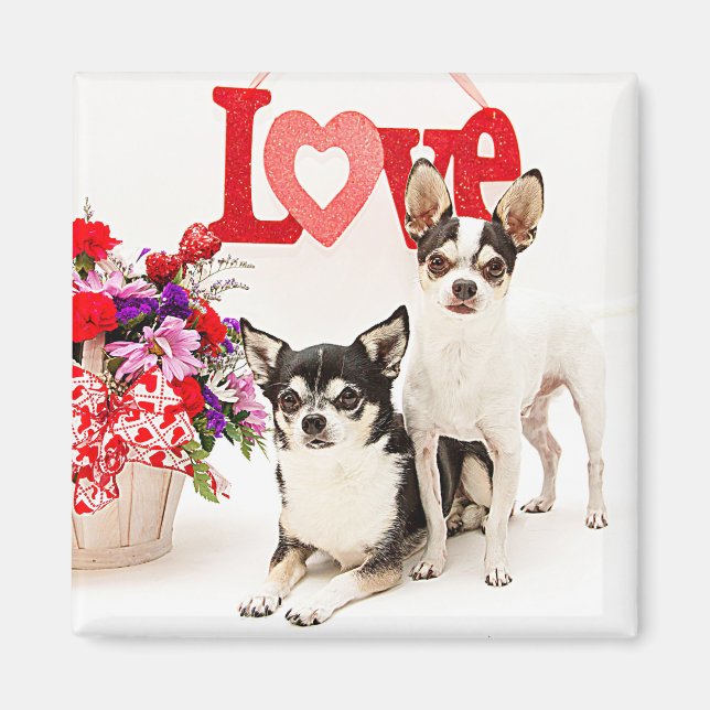 Imán Chihuahua's, flores y amor (Frente)