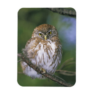 Imán Chile, Aysen. Cachilote Austral juvenil