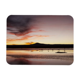 Imán Chilean Flamingo