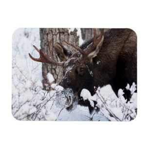 Imán Chilly Moose