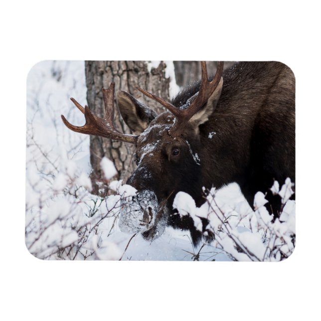 Imán Chilly Moose (Horizontal)