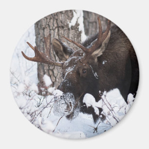 Imán Chilly Moose