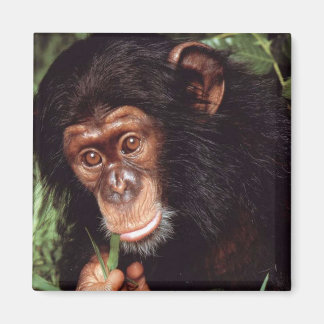 Imán Chimpancé