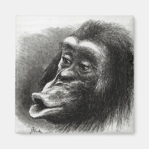 Imán Chimpancé decepcionado y malhumorado