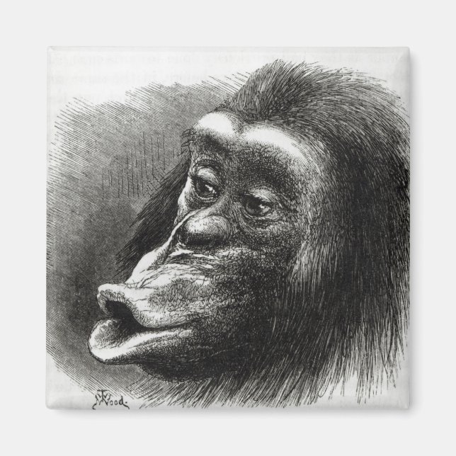 Imán Chimpancé decepcionado y Sulky (Frente)