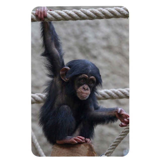 Imán Chimpanzee 017 (Vertical)