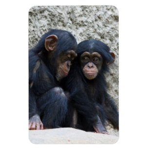Imán Chimpanzee 022