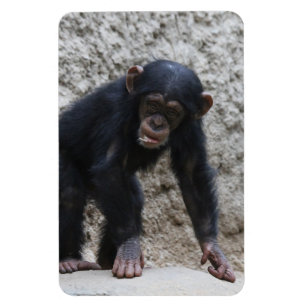 Imán Chimpanzee 031