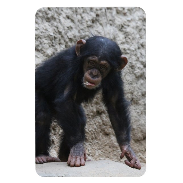 Imán Chimpanzee 031 (Vertical)