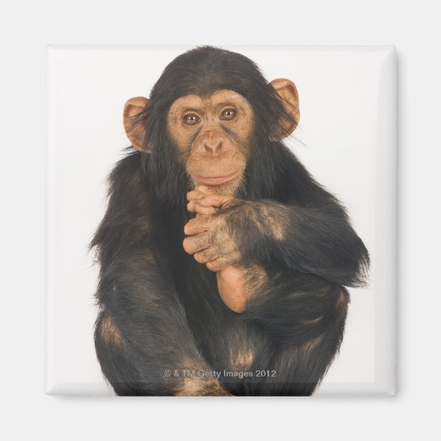 Imán Chimpanzee (Pan troglodytes) (Frente)