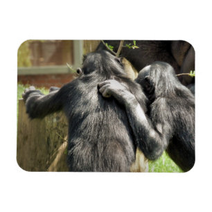 IMÁN CHIMPANZEES