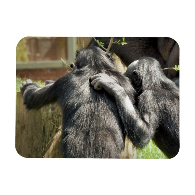 IMÁN CHIMPANZEES (Horizontal)