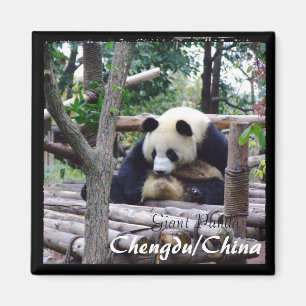 Imán China, Chengdu, Giant Panda (imán)
