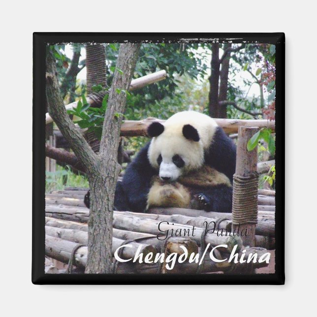 Imán China, Chengdu, Panda gigante (imán) (Frente)