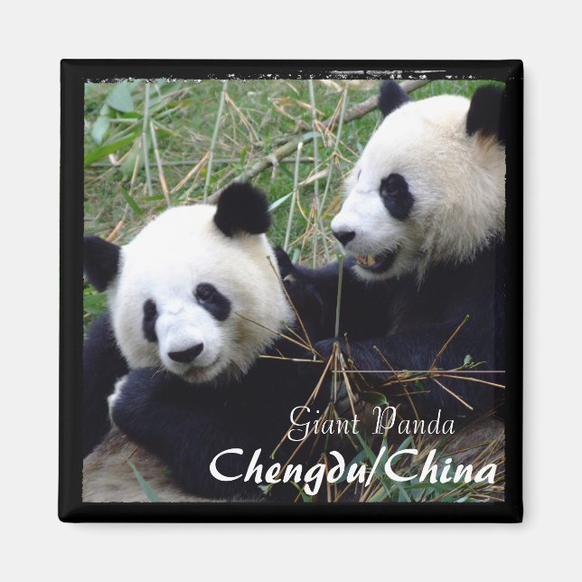 Imán China, Chengdu, Pandas gigantes (imán) (Frente)