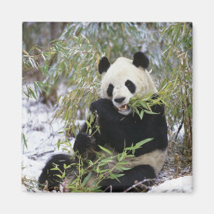 Imán China, provincia de Sichuan. El panda gigante se a