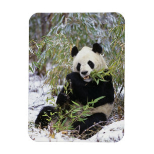 Imán China, provincia de Sichuan. El panda gigante se a