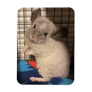 Imán chinchilla
