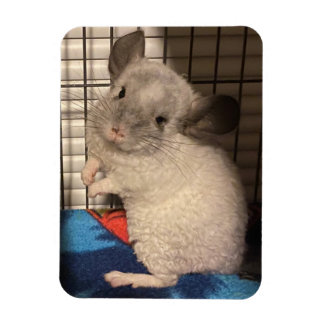 Imán chinchilla